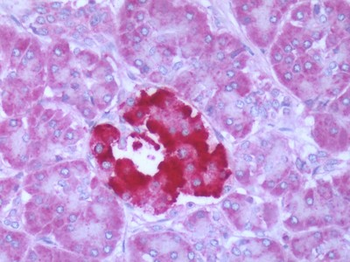 FFAR1/GPR40 Antibody