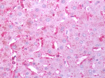 FPR2/FPRL1 Antibody