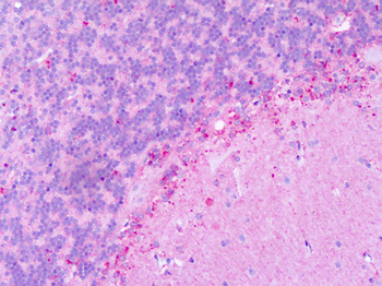 KISS1R/GPR54 Antibody