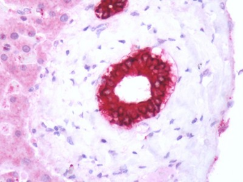 GPBAR1/TGR5 Antibody