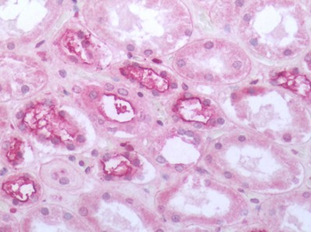 MRGPRF Antibody