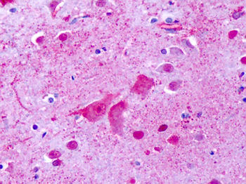 GPR137 Antibody
