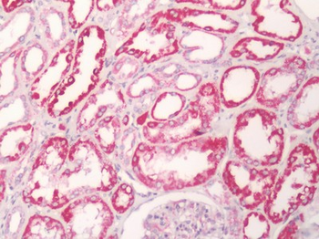 FKSG80/GPR81 Antibody