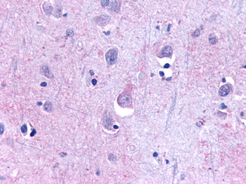 TAAR9 Antibody