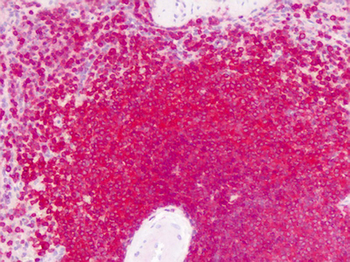 GPRC6A Antibody