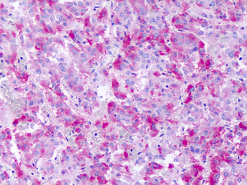 GPR139 Antibody