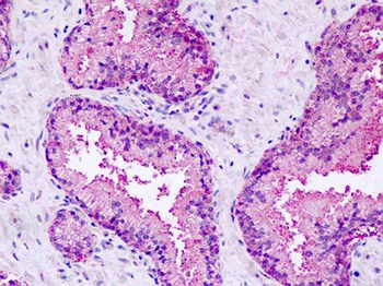 GPR27 Antibody