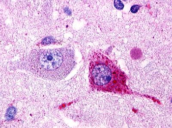 GPR174 Antibody