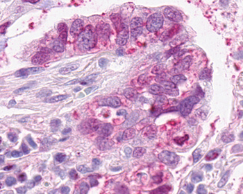SSTR4 Antibody