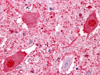 GPR151 Antibody