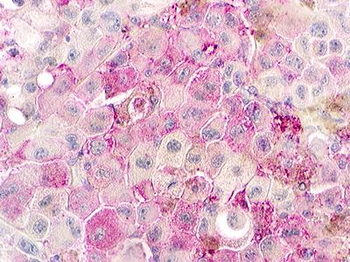 GPR152 Antibody