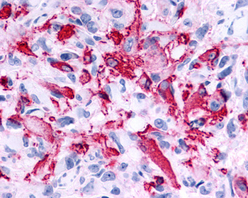 RXFP2/LGR8 Antibody