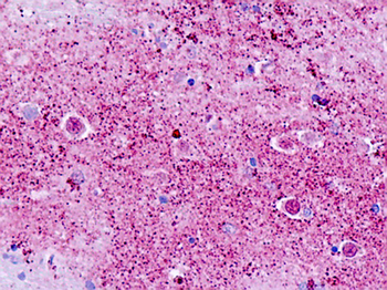 GPR173/SREB3 Antibody