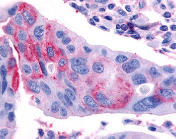 NR0B2 Antibody