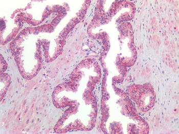 GPR160 Antibody