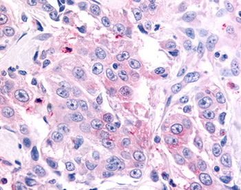 NR6A1/GCNF Antibody