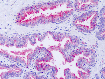 GPR63 Antibody
