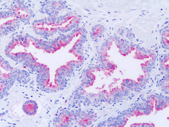 GPR63 Antibody