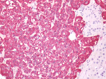 HTR4/5-HT4 Receptor Antibody