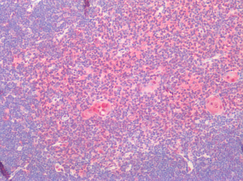 FFAR2/GPR43 Antibody
