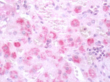 HTR7/5HT7 Receptor Antibody