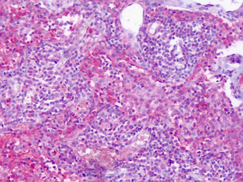 S1PR4/SIP4/EDG6 Antibody