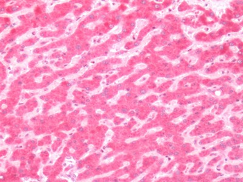 GCGR/Glucagon Receptor Antibody