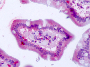 BEST4 Antibody