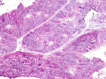 GPR19 Antibody
