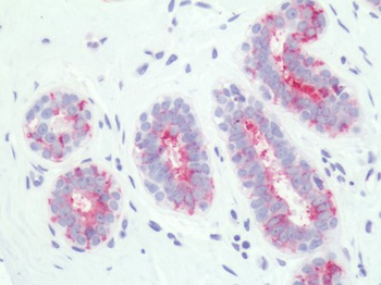 PTGER3/EP3 Antibody