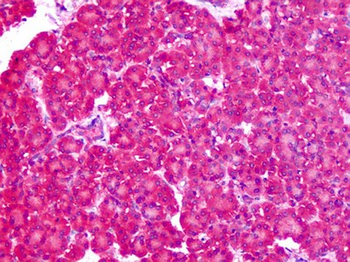 SLC1A4/ASCT1 Antibody
