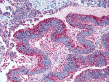 GPR19 Antibody