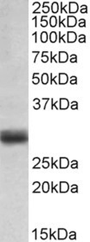 FGF5 Antibody