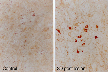 INA/Alpha Internexin Antibody