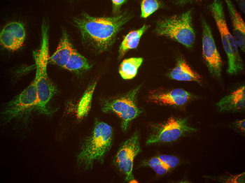 LAMP1/CD107a Antibody