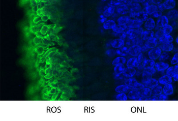 Rhodopsin/RHO Antibody