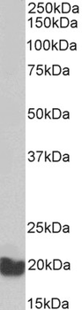 EEF1E1/AIMP3 Antibody