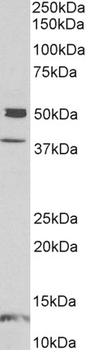 NPTX1 Antibody