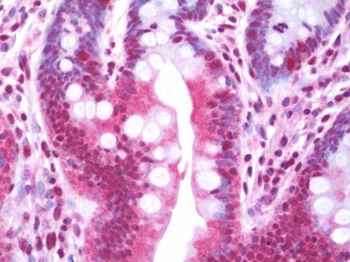 MAPK4/ERK4 Antibody