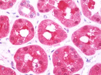 DCXR Antibody