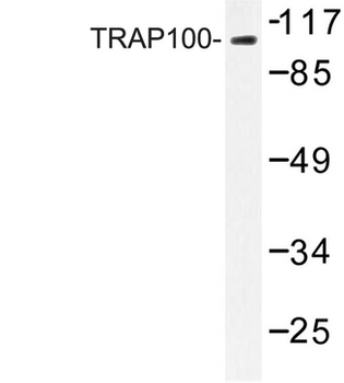 MED24/TRAP100 Antibody