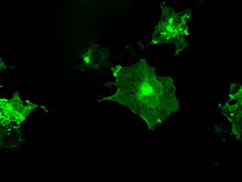CD32A Antibody