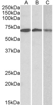 OAS2 Antibody