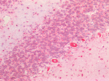 HTR2C/5-HT2C Receptor Antibody