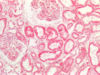 BMP8B Antibody