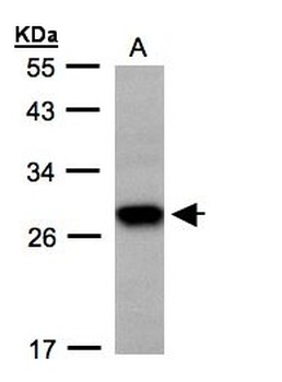 TSPAN1/TM4SF Antibody