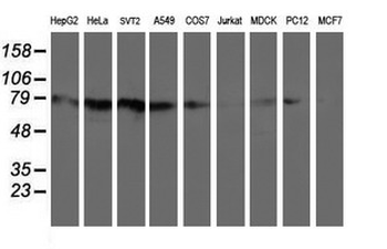 Complement C1s Antibody