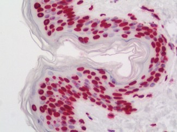 COMMD7 Antibody