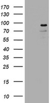 LNX1/LNX Antibody