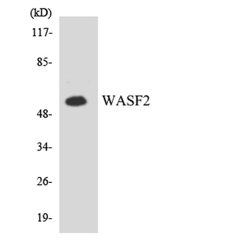 WASF2/SCAR2 Antibody